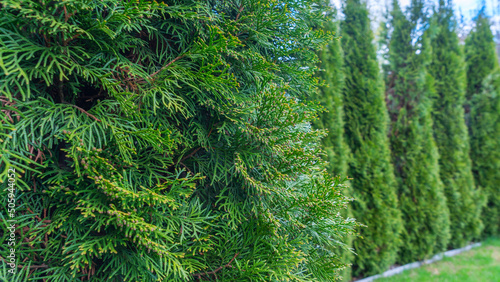 Photo Well groomed green conical thuja coniferous trees in garden