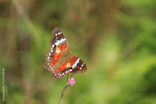 AMERICAN PAINTED LADY OR ORANGE BUTTERFLY ON A PINK FLOWER, CITY OF GUARAMIRIM, STATE OF SANTA CATARINA, MAY, 2022 photo