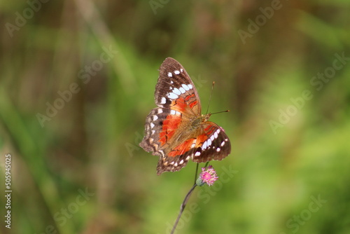 AMERICAN PAINTED LADY OR ORANGE BUTTERFLY ON A PINK FLOWER, CITY OF GUARAMIRIM, STATE OF SANTA CATARINA, MAY, 2022 photo