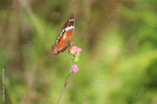 AMERICAN PAINTED LADY OR ORANGE BUTTERFLY ON A PINK FLOWER, CITY OF GUARAMIRIM, STATE OF SANTA CATARINA, MAY, 2022