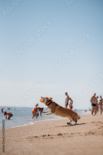 Happy welsh corgi pembroke dog at the beach © bondvit