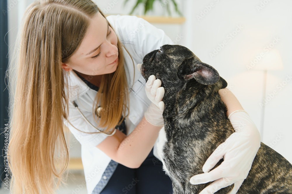 cheerful young veterinary taking care and examining a beautiful dog french bulldog cheerful young veterinary taking care and examining a beautiful dog french bulldog