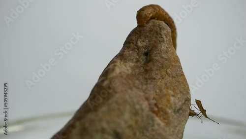 Nel video, un bruco farfalla chiamato Woodworm o Cossus cossus è strisciato in cima alla pietra e ha iniziato a dimenarsi lì. photo