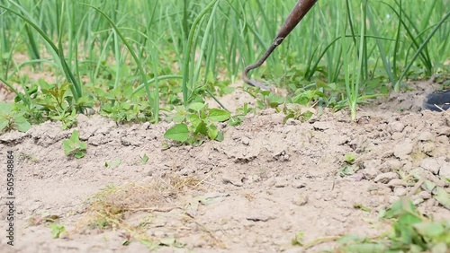 Nel video, un agricoltore usa uno strumento speciale per rimuovere le erbacce tra le colture che crescono nel suo giardino. photo