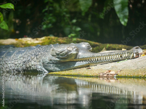 Gharial also known as gavial or fish-eating crocodile resting in water