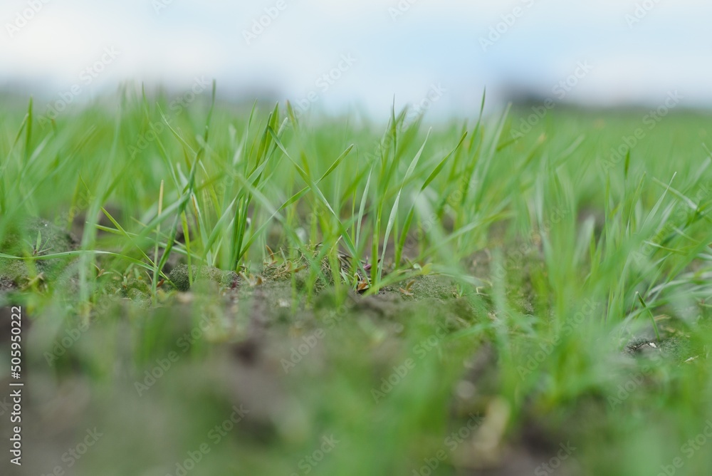 Handsome farmer. Young man walking in green field. Spring agriculture. Handsome farmer. Young man walking in green field. Spring agriculture.