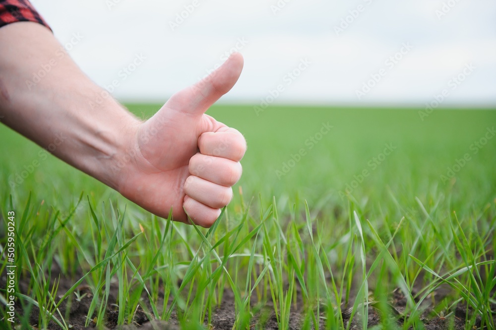 Thumb up sign on the background of wheat field. Close shot of a farmer's hand with the finger up showing like and good sign. Fruitful wheat harvest prediction and high expectations for the new crop Thumb up sign on the background of wheat field. Close shot of a farmer's hand with the finger up showing like and good sign. Fruitful wheat harvest prediction and high expectations for the new crop