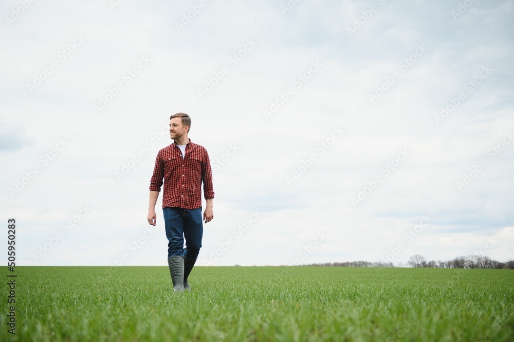 A young farmer inspects the quality of wheat sprouts in the field. The concept of agriculture A young farmer inspects the quality of wheat sprouts in the field. The concept of agriculture