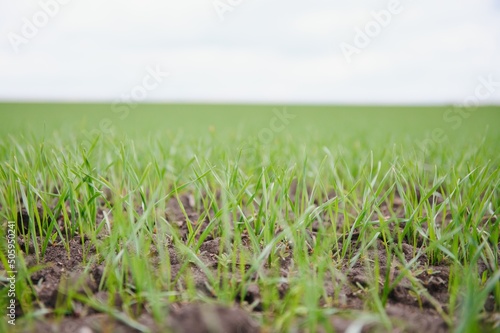 Sprouts of young barley or wheat that have just sprouted in the soil, dawn over a field with crops.