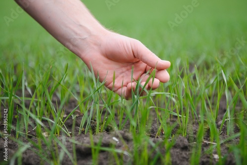 Close up of the farmer's hands holding young wheat sprout from the latest seeding. Agronomist explores the quality of the sowing and checks the growth progress. Spring and farming concept