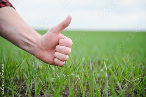 Thumb up sign on the background of wheat field. Close shot of a farmer's hand with the finger up showing like and good sign. Fruitful wheat harvest prediction and high expectations for the new crop © Serhii