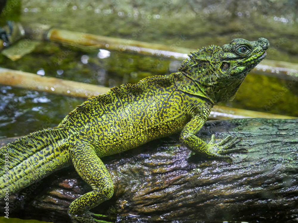 Obraz premium Plumed Basilisk Lizard also called as green basilisk