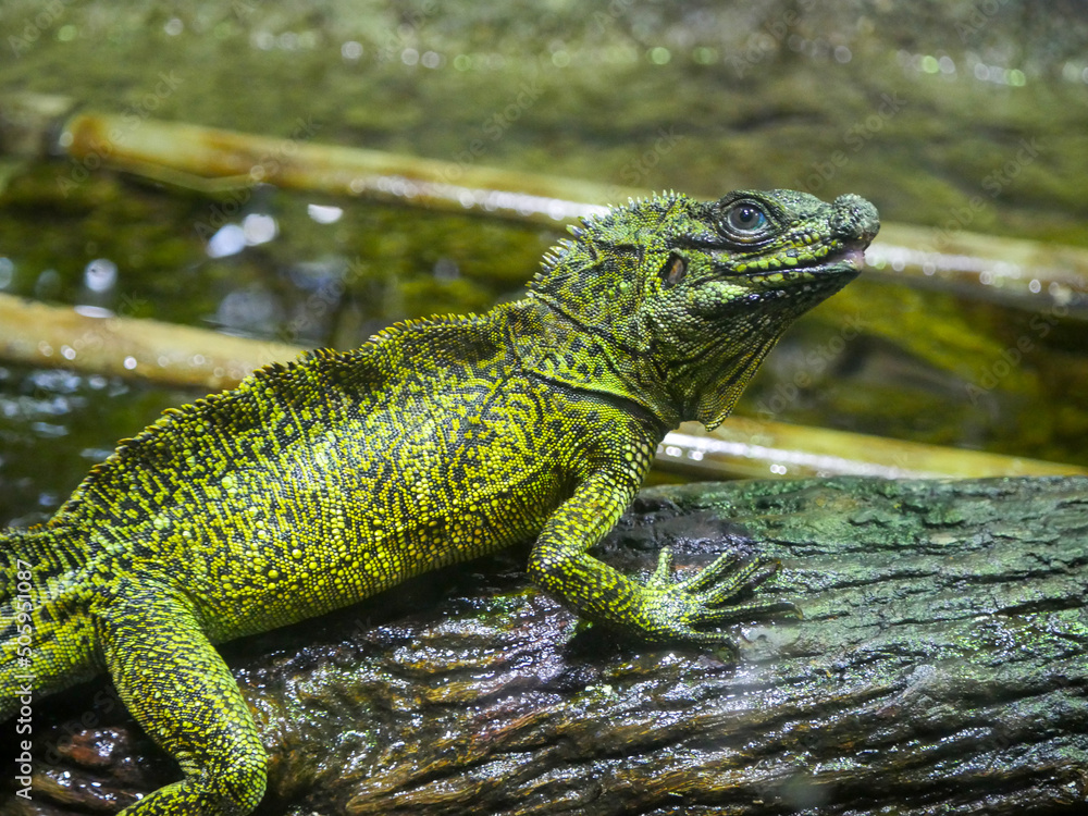 Plumed Basilisk Lizard also called as green basilisk Plumed Basilisk Lizard also called as green basilisk