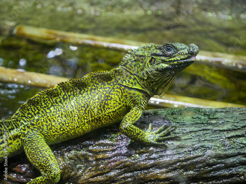Plumed Basilisk Lizard also called as green basilisk