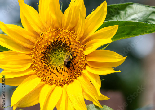 A bumble bee polinates a sunflower in a patio garden. photo