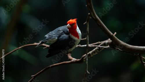 Red-capped cardinal © Esteban