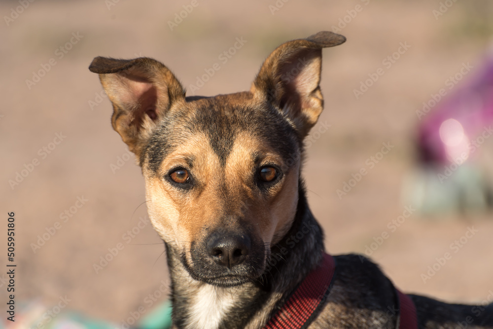 dog looking forward, in a wonderful sunset, concept of animal adoption dog looking forward, in a wonderful sunset, concept of animal adoption