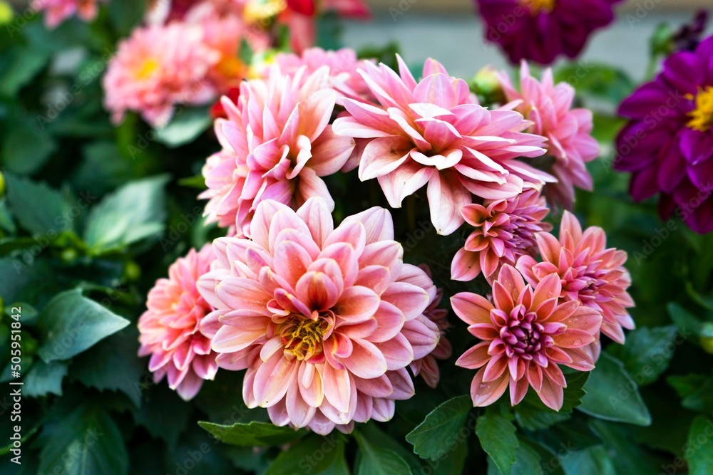 Flower garden of spring dahlias Flower garden of spring dahlias