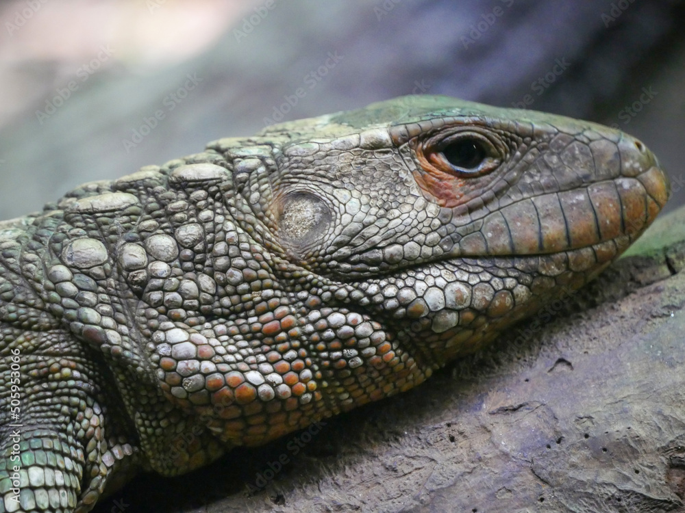 Fototapeta premium Bearded dragon Lizard also known as Pogona reptile
