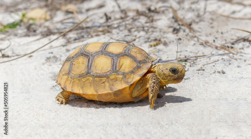 Wild Baby gopher tortoise - Gopherus polyphemus - walking in north Central Florida sand photo