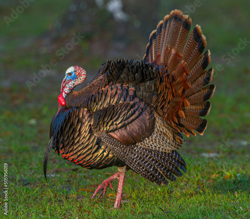 Wild Osceola turkey - Meleagris gallopavo osceola - aka Florida turkey, is a subspecies of wild turkey that only occurs in the Florida peninsula