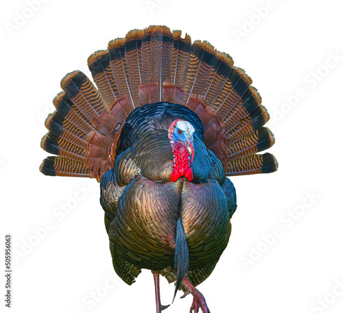 Turkey isolated cutout on white background.  Tail spread front view, extreme detail on face and head, taken from wild photo while strutting photo