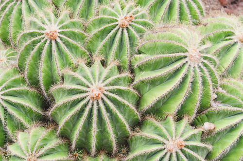 Close up of a group of round cactus succulent plants growing in a cluster