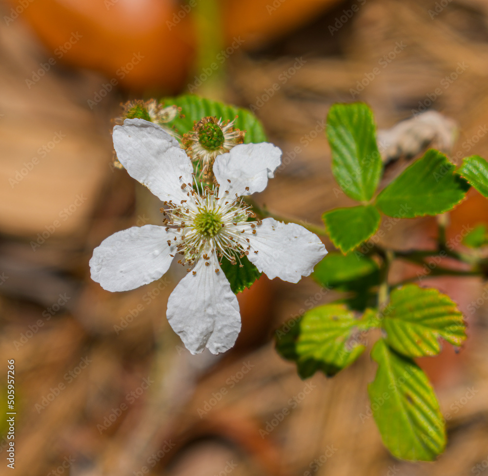 Fotografija Wild blackberry Rubus spp