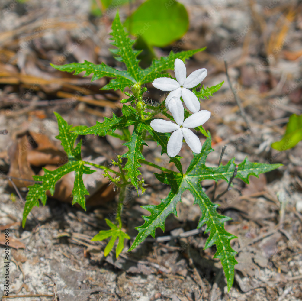 Bull Nettle - Cnidoscolus Stimulosus - Also called the tread softly