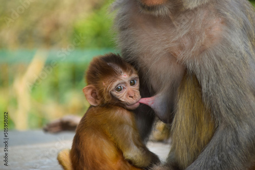 Photography Monkey mother with her baby in Kathmandu, Nepal