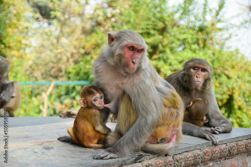 Monkey mother with her baby in Kathmandu  Nepal