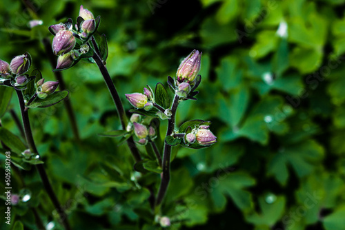 Virginia spiderwort (Tradescantia virginiana) with drops after rain the flowerbed