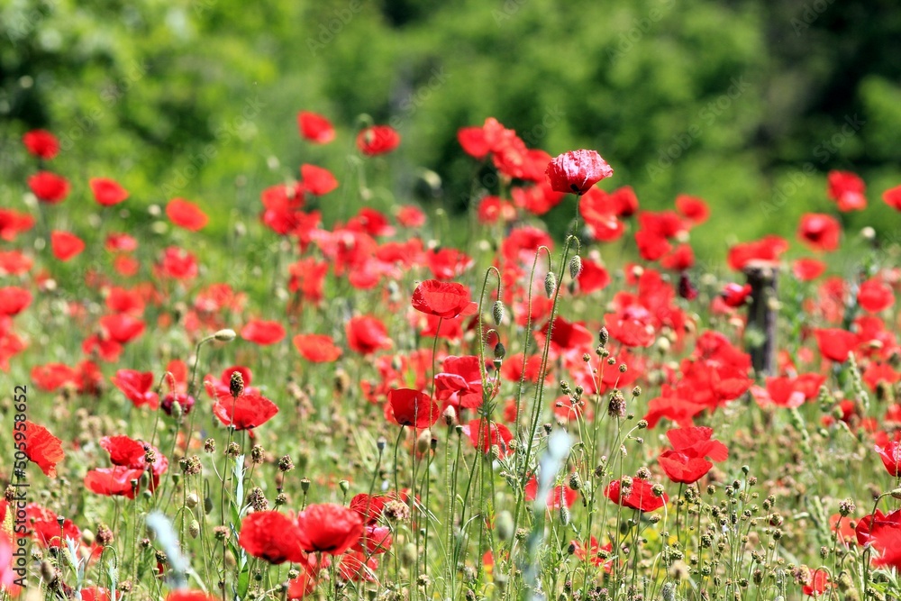 Red poppies in a meadow on a blurry background