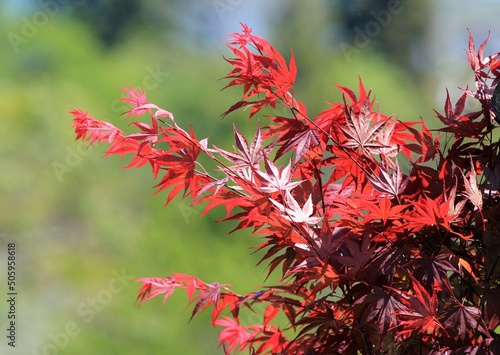 Red leaves of Japanese maple  Acer japonicum  on a blurry background in the park