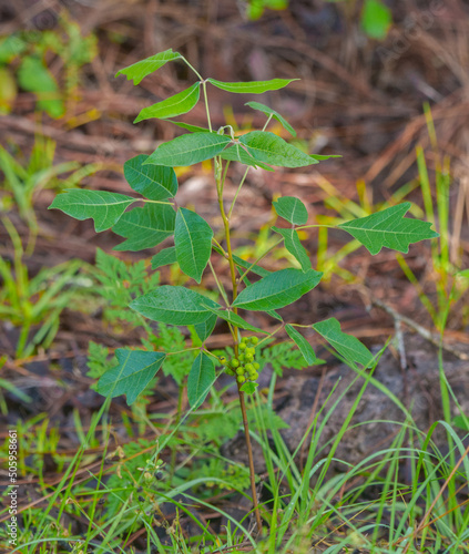 wild Poison oak - TOXICODENDRON PUBESCENS - also known as Atlantic poison oak, oakleaf ivy, or oakleaf poison ivy photo