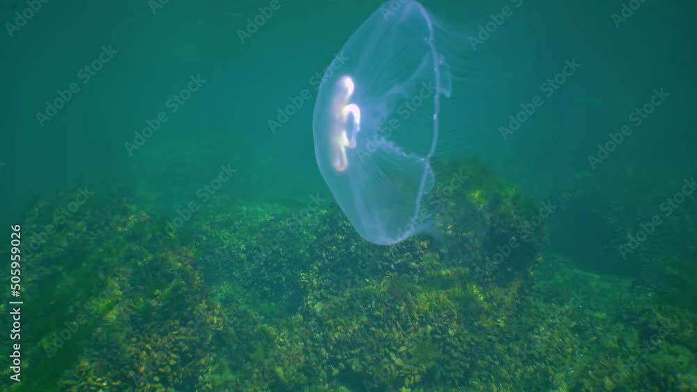Floating in the water column Common (moon) jellyfish (Aurelia aurita) swims over algae in the Black Sea Floating in the water column Common (moon) jellyfish (Aurelia aurita) swims over algae in the Black Sea