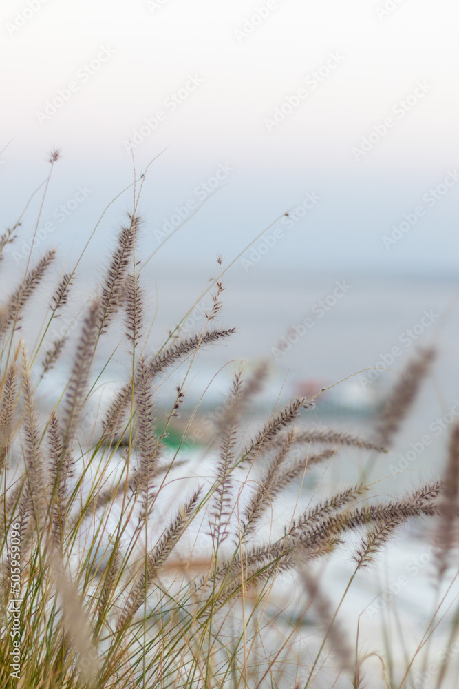 Fototapeta premium Pennisetum foxtail by the sea in Egypt.
