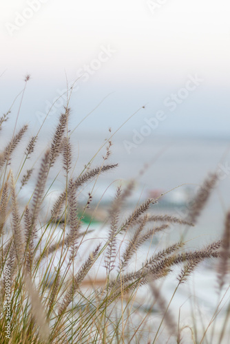 Pennisetum foxtail by the sea in Egypt.