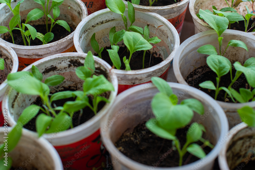 many different seedlings grow in peat glasses. High quality photo many different seedlings grow in peat glasses. High quality photo