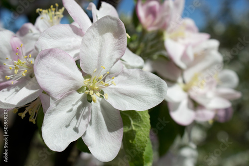 Fototapeta Naklejka Na Ścianę i Meble -  Beautiful apple tree branch with white blooming flowers close up, floral postcard, spring sunny day image, european garden in the morning, photo for printing on calendar,cover,wallpaper, canvas