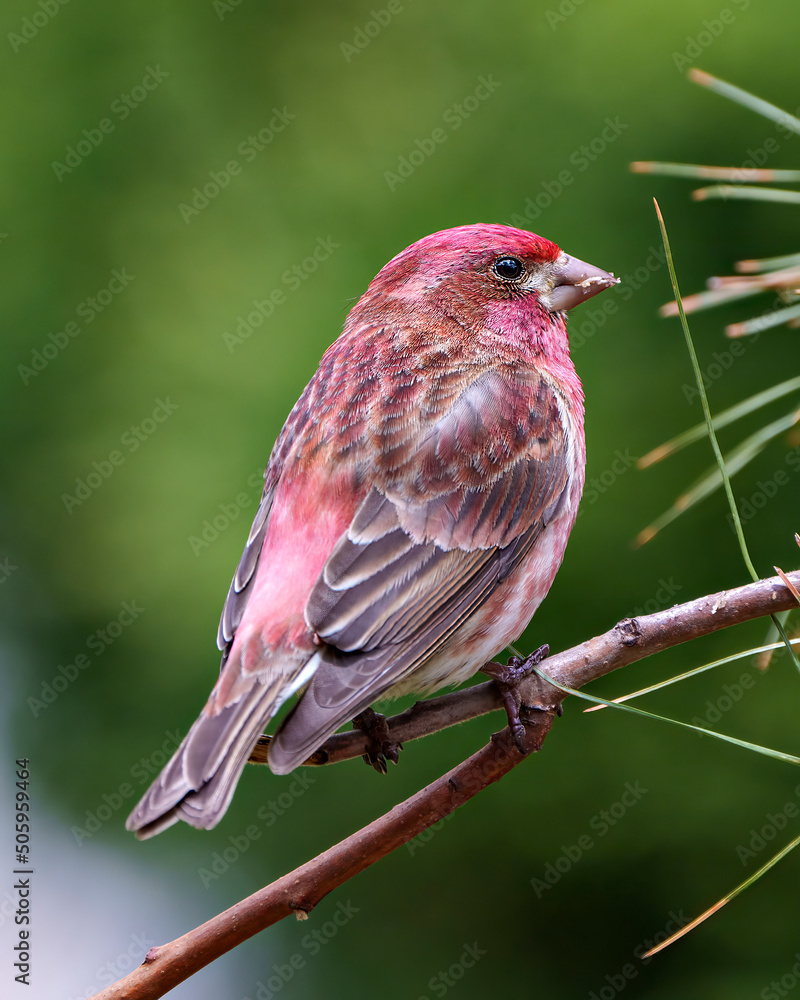 Purple Finch Photo and Image. Finch close-up profile view, perched on a branch displaying red colour plumage with a blur forest background in its environment and habitat surrounding. Purple Finch Photo and Image. Finch close-up profile view, perched on a branch displaying red colour plumage with a blur forest background in its environment and habitat surrounding.