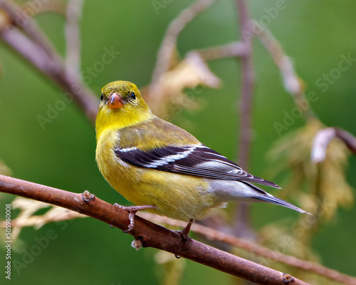 Yellow Warbler Stock Photo and Image. Perched on branch with blur background in its environment and habitat surrounding displaying yellow plumage feather.