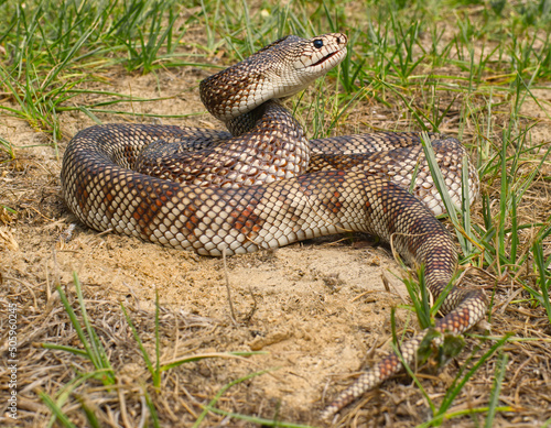 Florida Pine Snake - Pituophis melanoleucus mugitus, is a nonvenomous snake in the family Colubridae. Defensive posture head up while hissing photo