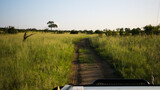 Ein Safari – Jeep fährt durch die mit Gras bewachsene Savanne von Simbabwe auf der Suche nach den Big Five 	