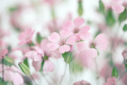 Soft focus blur pink flower. Fog smoke nature horizontal copy space background.