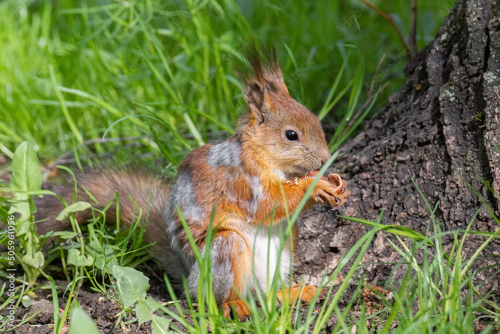 Red squirrel sits in the grass.. Red squirrel sits in the grass..