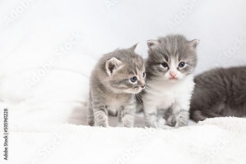 funny little gray cats on a white background. veterinary clinic, Pet for article, banner, printing on notebooks, calendars, books, magazines.