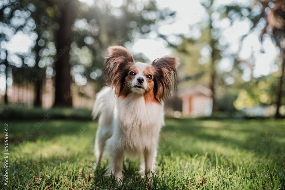 Картината върху платно Papillon Dog