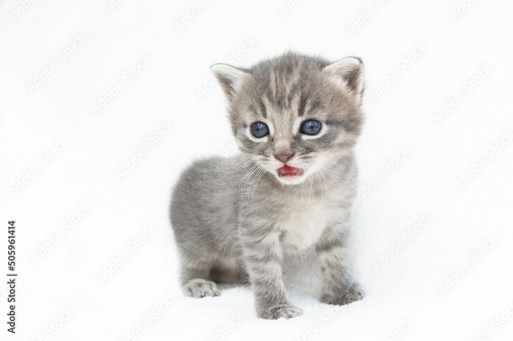 surprised little gray cat on a white background. veterinary clinic, Pet for article, banner, printing on notebooks, calendars, books, magazines.