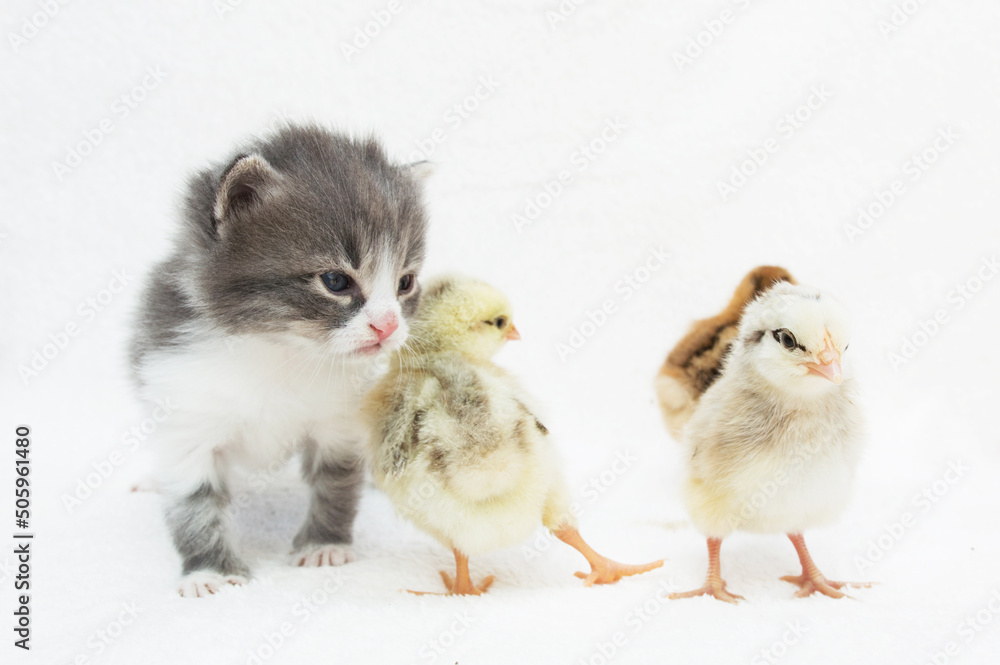 little gray cat and little chicks on a white background. veterinary clinic, Printing for articles, banners, printing on notepads, calendars, books, magazines. little gray cat and little chicks on a white background. veterinary clinic, Printing for articles, banners, printing on notepads, calendars, books, magazines.